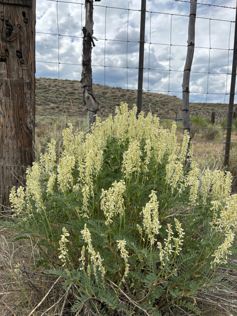 Astragalus bisulcatus var. haydenianus photo 2