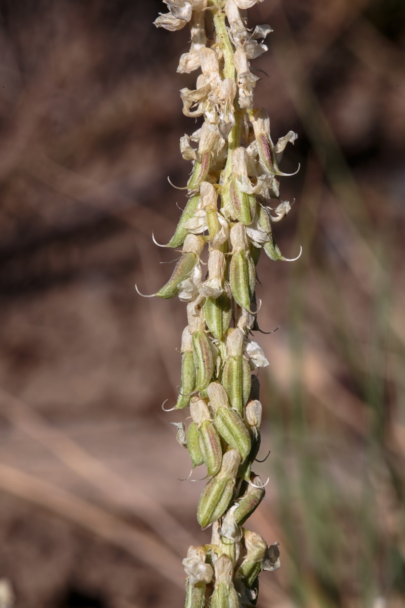 Astragalus bisulcatus var. haydenianus photo 3