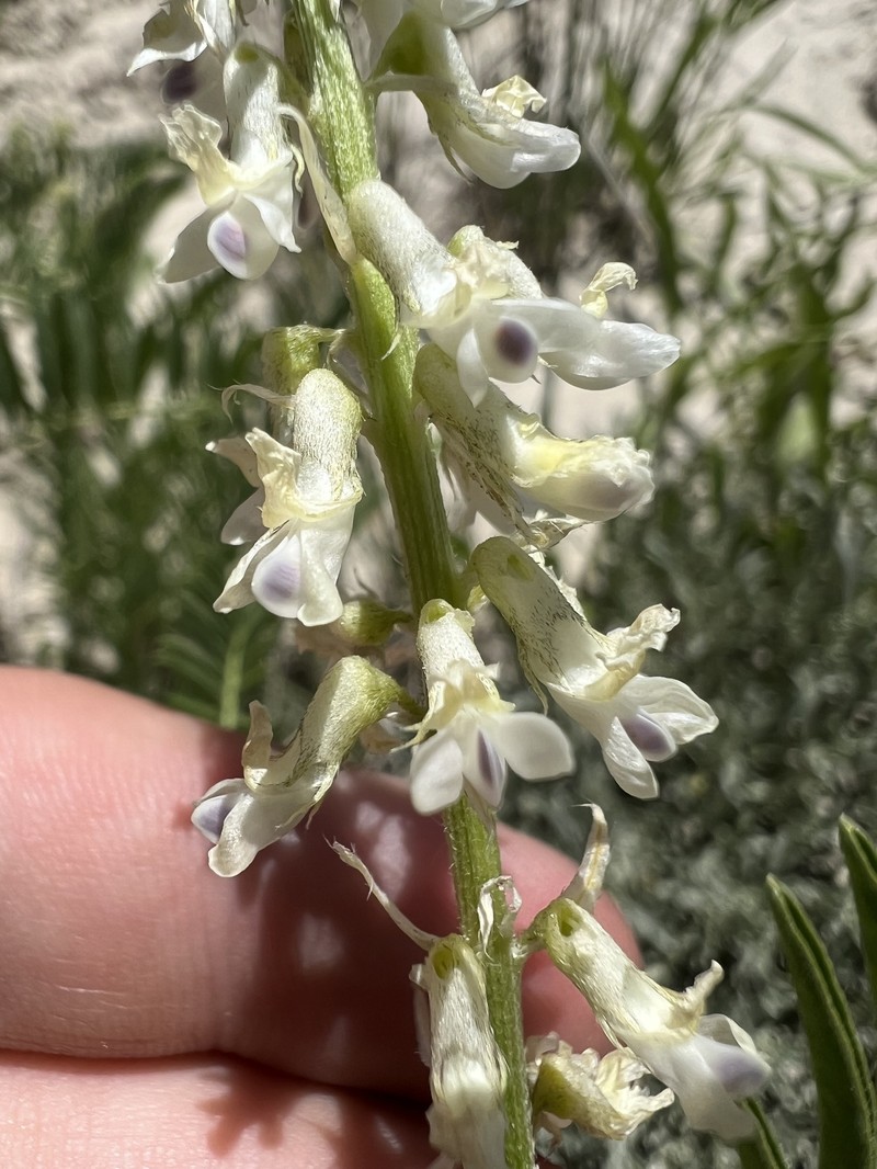 Astragalus bisulcatus var. haydenianus photo 4