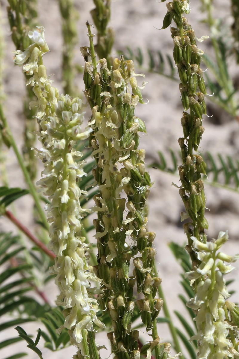 Astragalus bisulcatus var. haydenianus photo 5