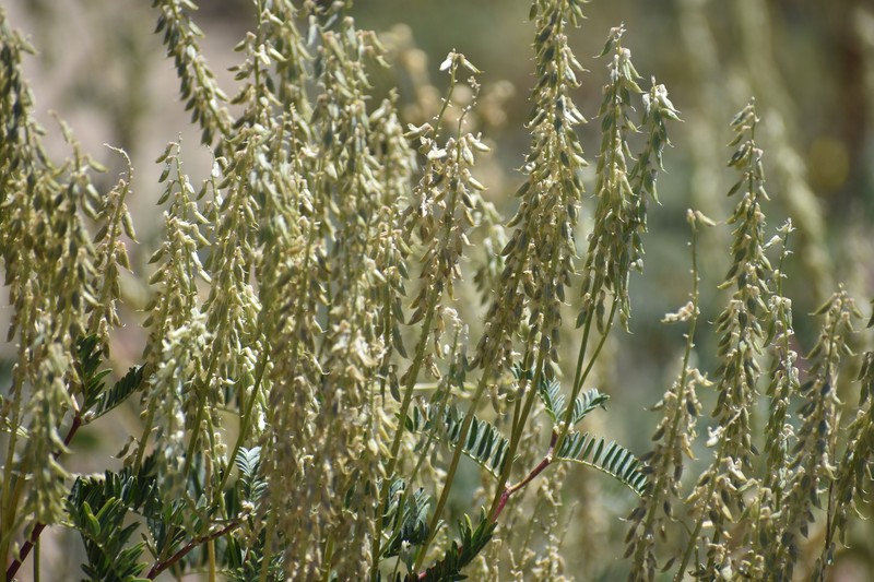 Astragalus bisulcatus var. haydenianus photo 6