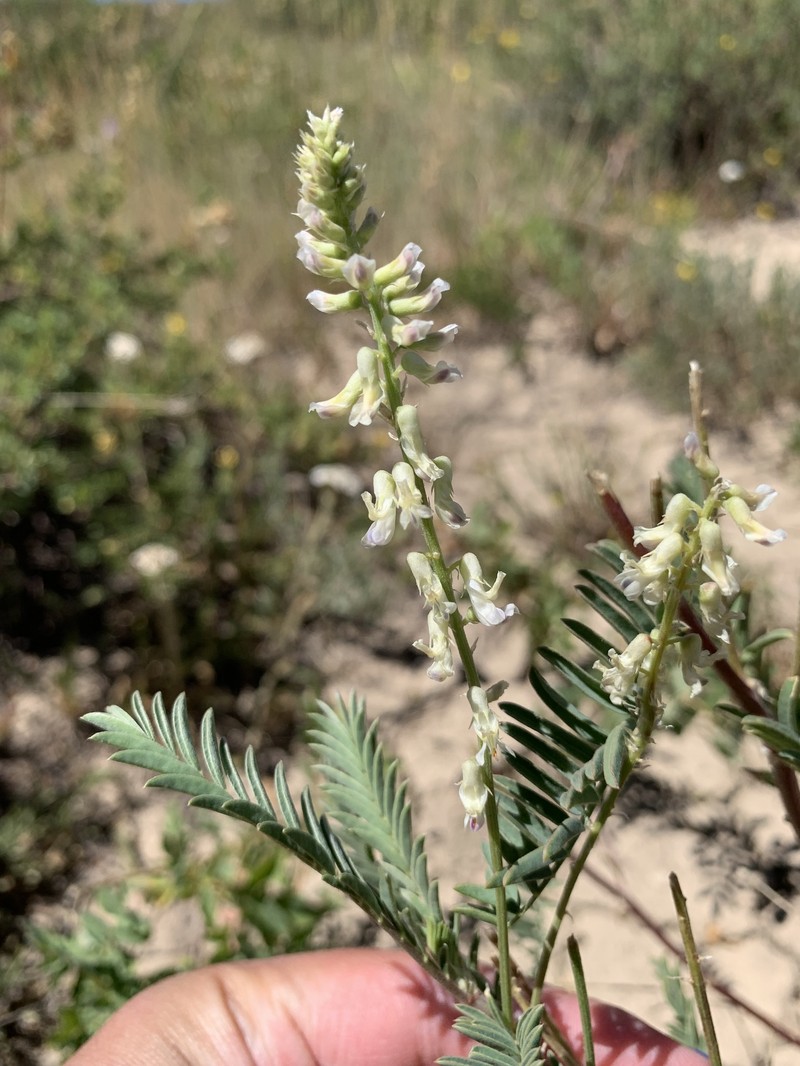 Astragalus bisulcatus var. haydenianus photo 8