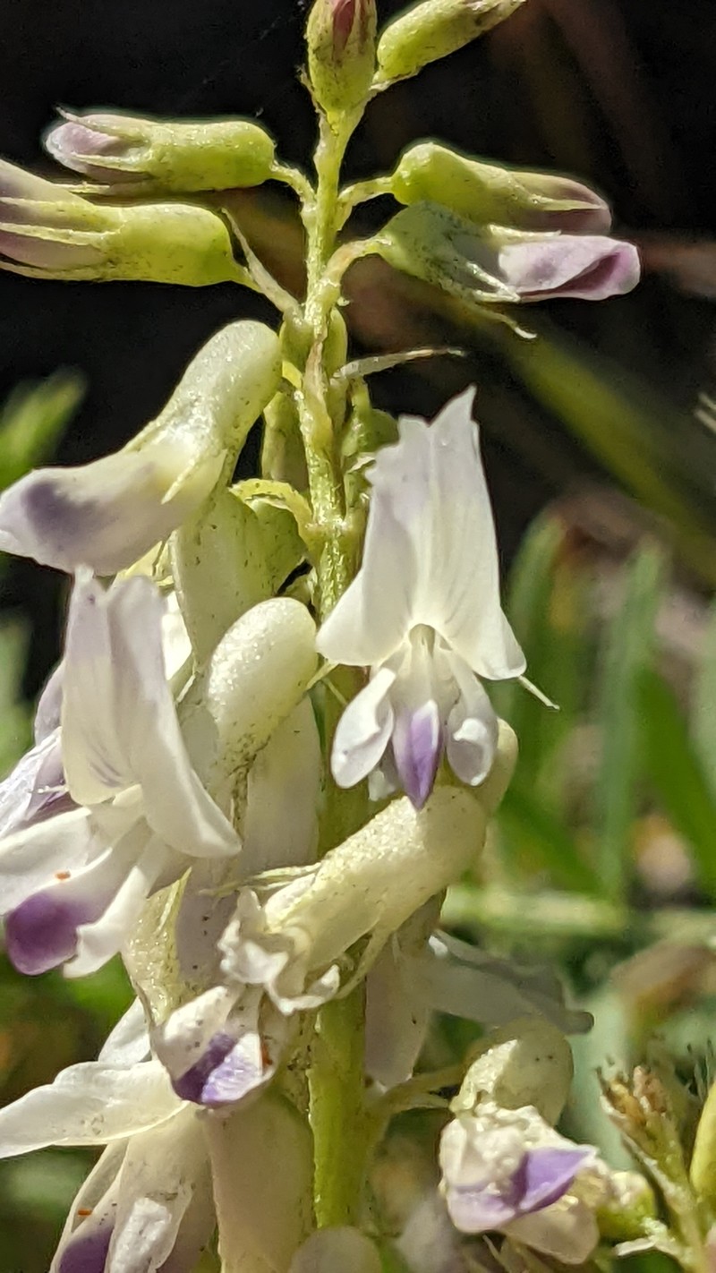Astragalus bisulcatus var. major