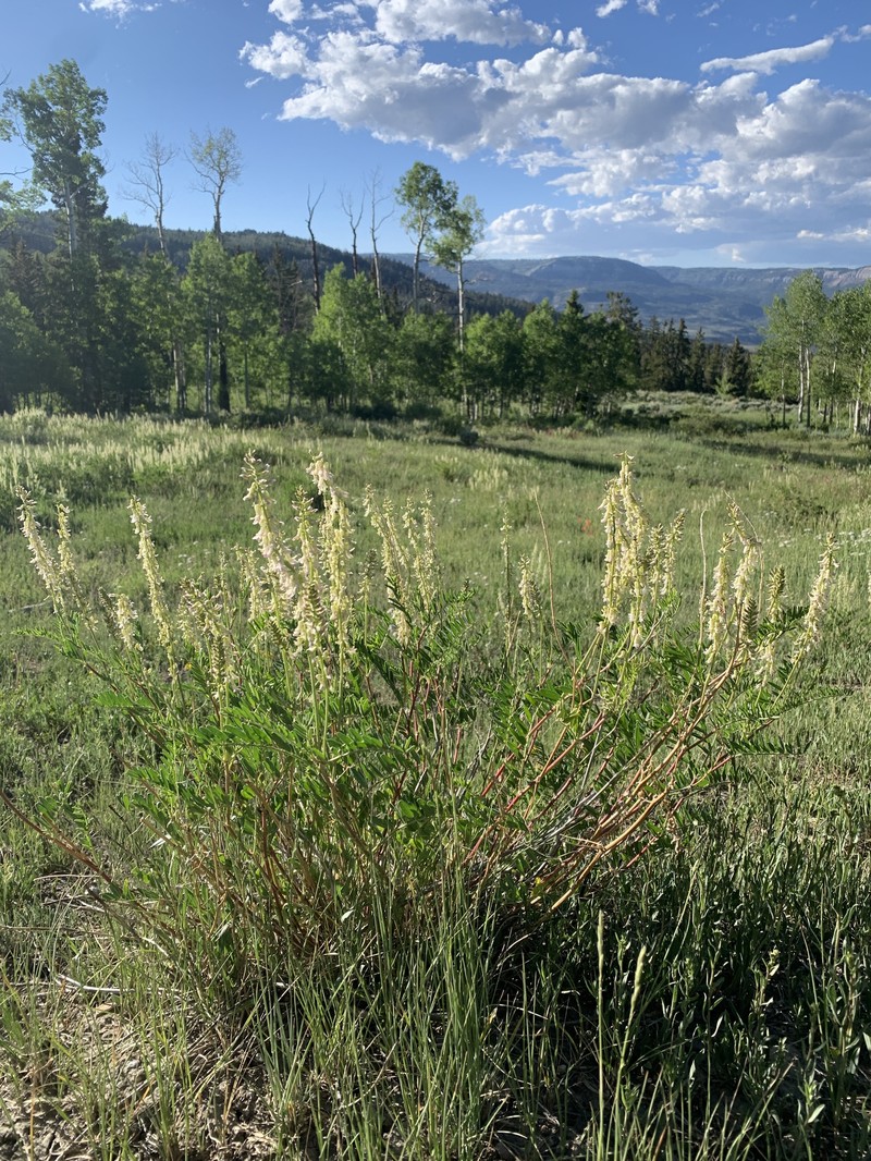 Astragalus bisulcatus var. major photo 2