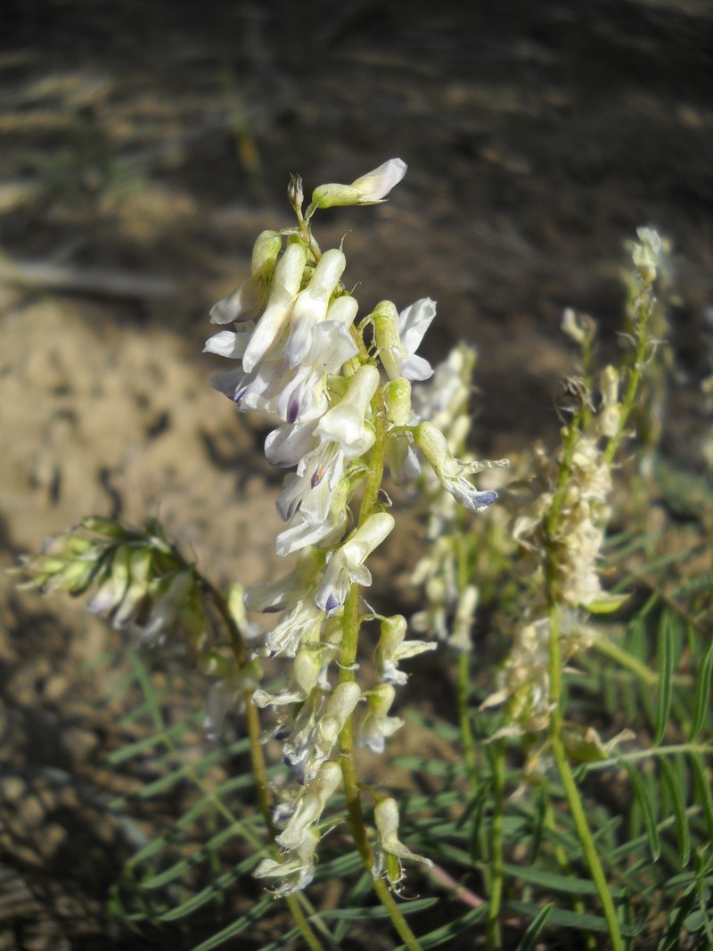 Astragalus bisulcatus var. major photo 3