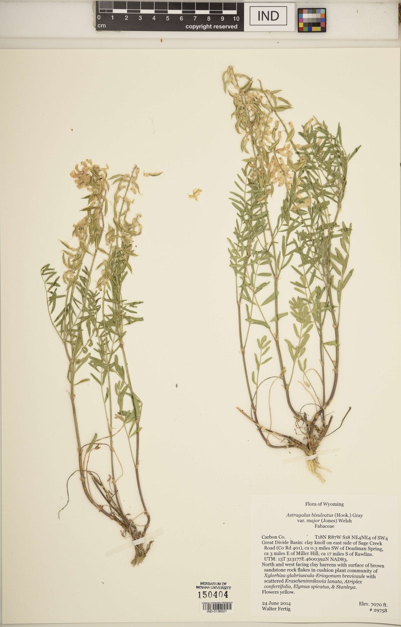 Astragalus bisulcatus var. major photo 4