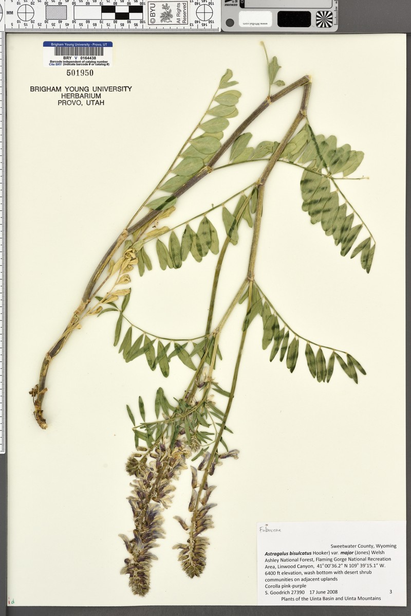 Astragalus bisulcatus var. major photo 5