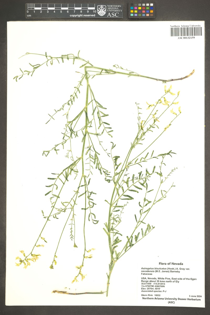Astragalus bisulcatus var. nevadensis