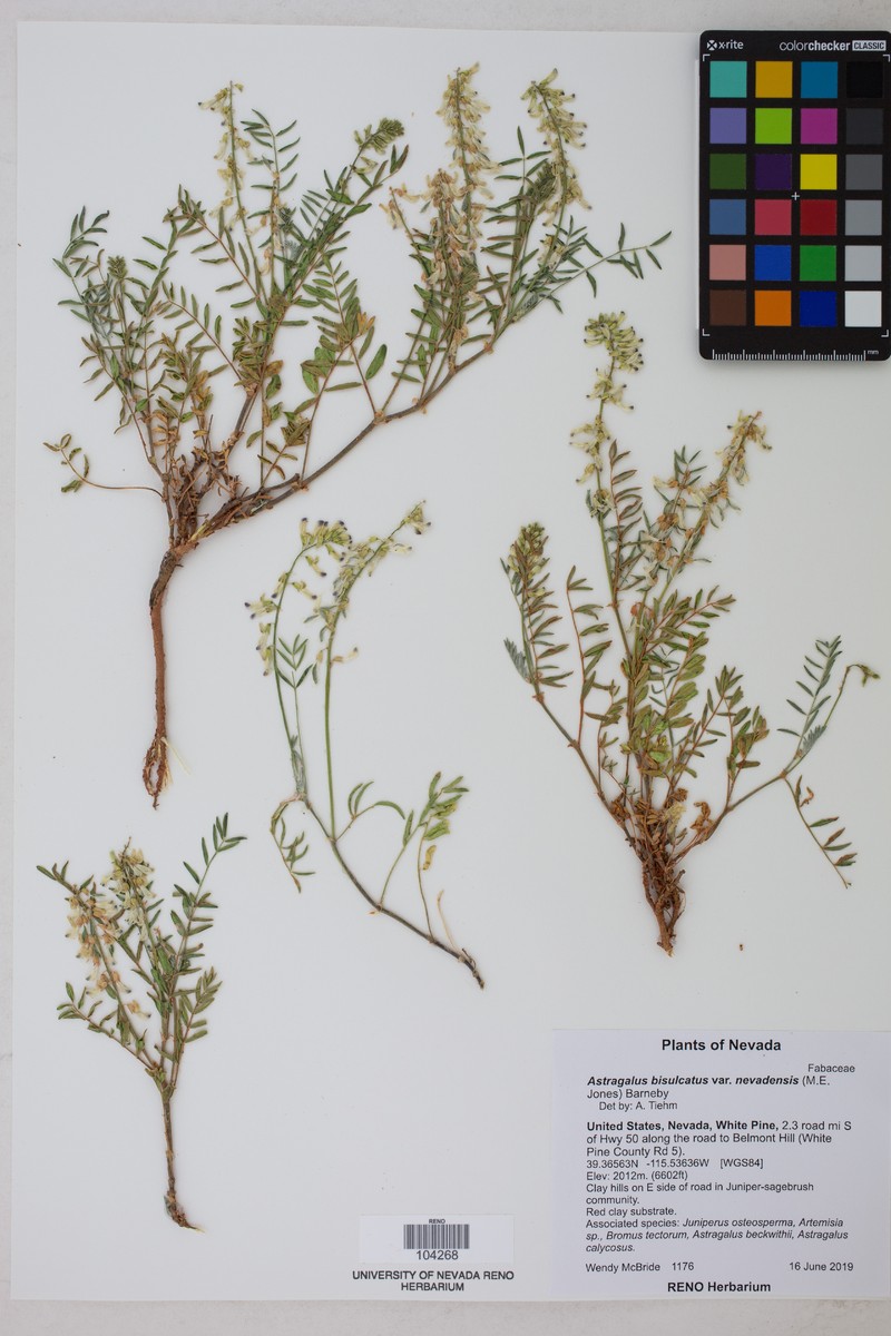 Astragalus bisulcatus var. nevadensis photo 2