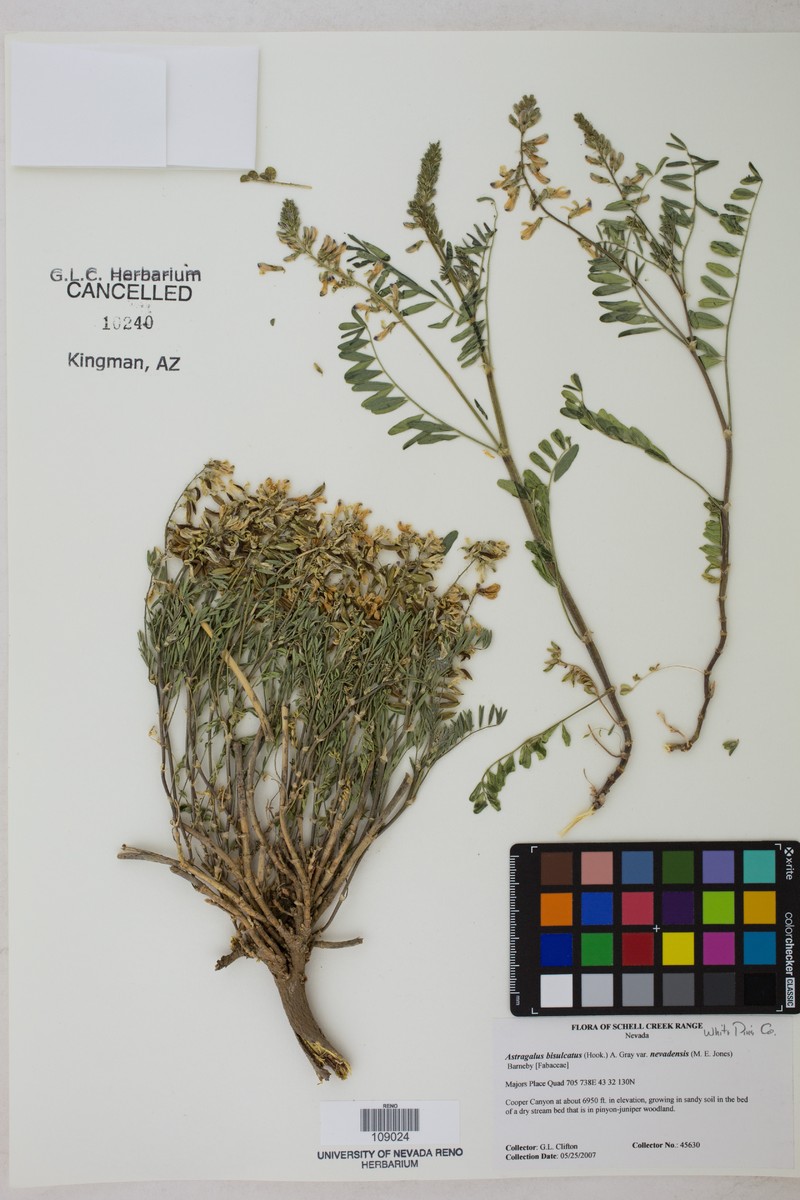 Astragalus bisulcatus var. nevadensis photo 3