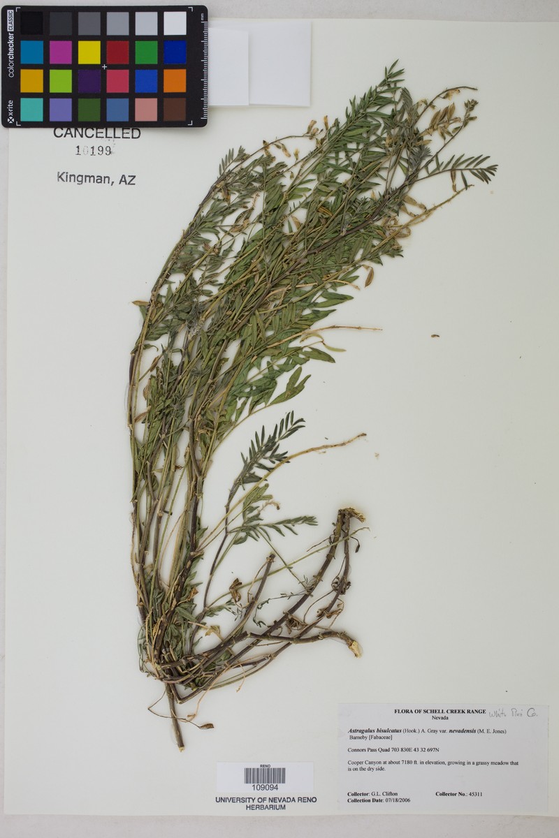 Astragalus bisulcatus var. nevadensis photo 4