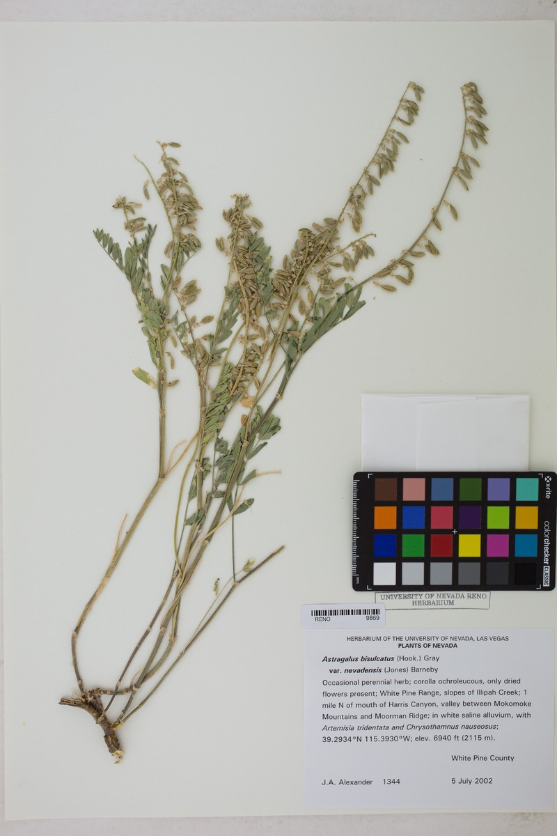 Astragalus bisulcatus var. nevadensis photo 5