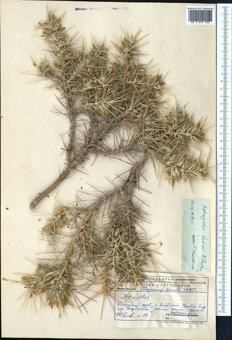 Astragalus bobrovii