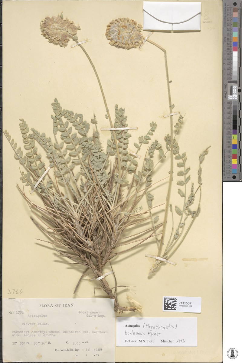 Astragalus bodeanus