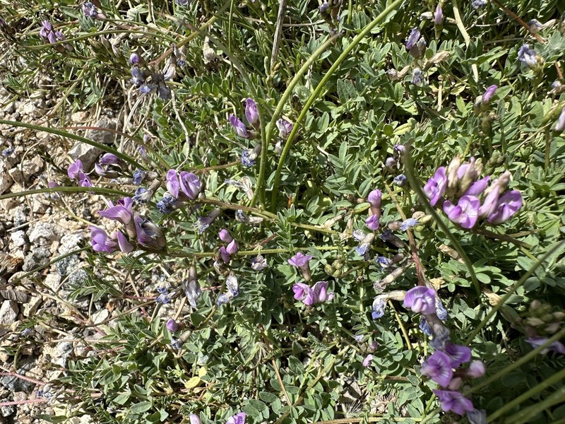 Bodin's Milkvetch