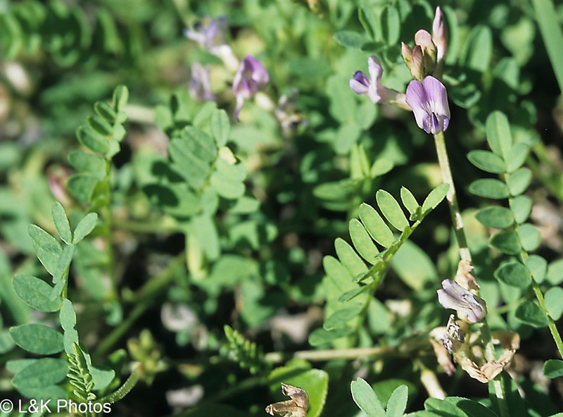 Bodin's Milkvetch photo 2
