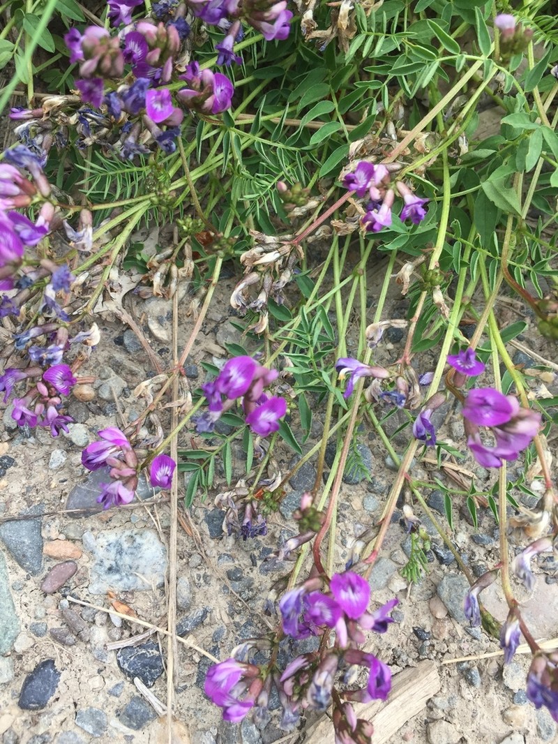 Bodin's Milkvetch photo 3