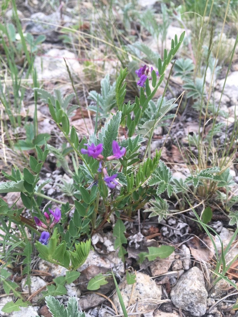 Bodin's Milkvetch photo 4