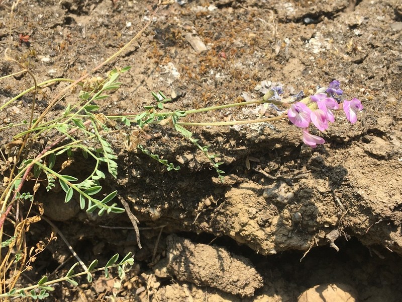 Bodin's Milkvetch photo 5