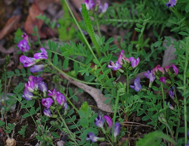 Bodin's Milkvetch photo 6
