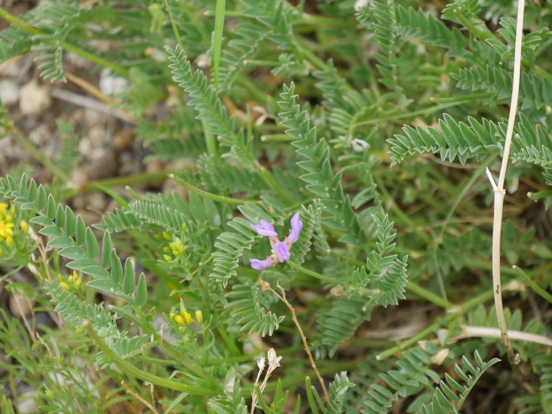 Bodin's Milkvetch photo 7