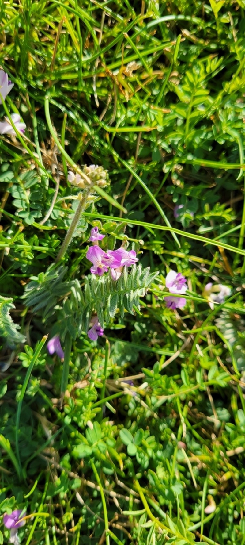 Bodin's Milkvetch photo 8