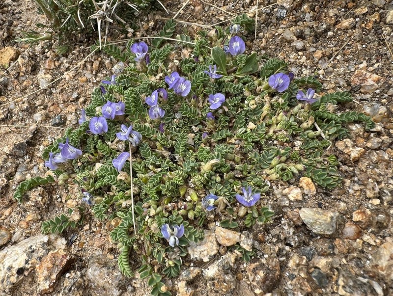 Astragalus boelckei
