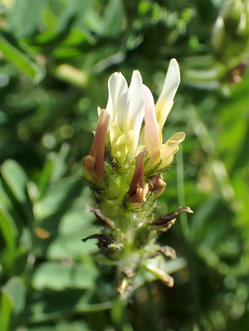 Astragalus boeticus