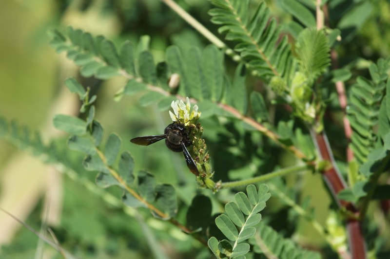 Astragalus boeticus photo 3