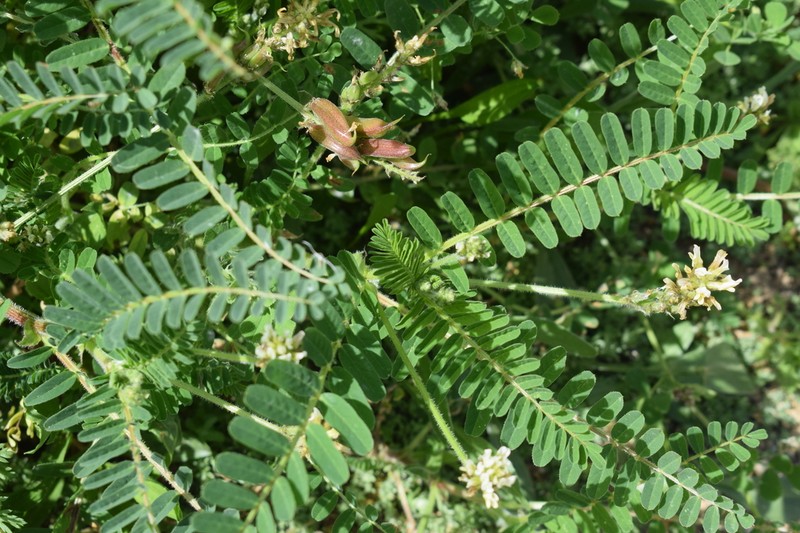 Astragalus boeticus photo 4