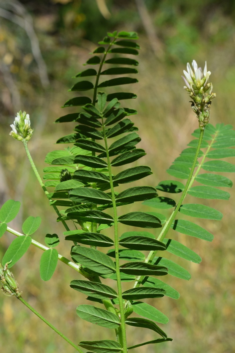 Astragalus boeticus photo 5