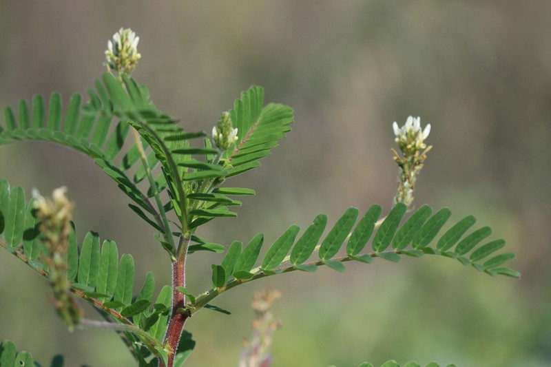 Astragalus boeticus photo 6