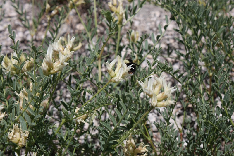 Bolander's Milkvetch photo 3