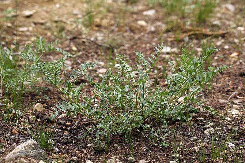 Bolander's Milkvetch photo 4
