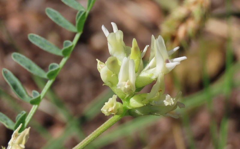 Bolander's Milkvetch photo 5