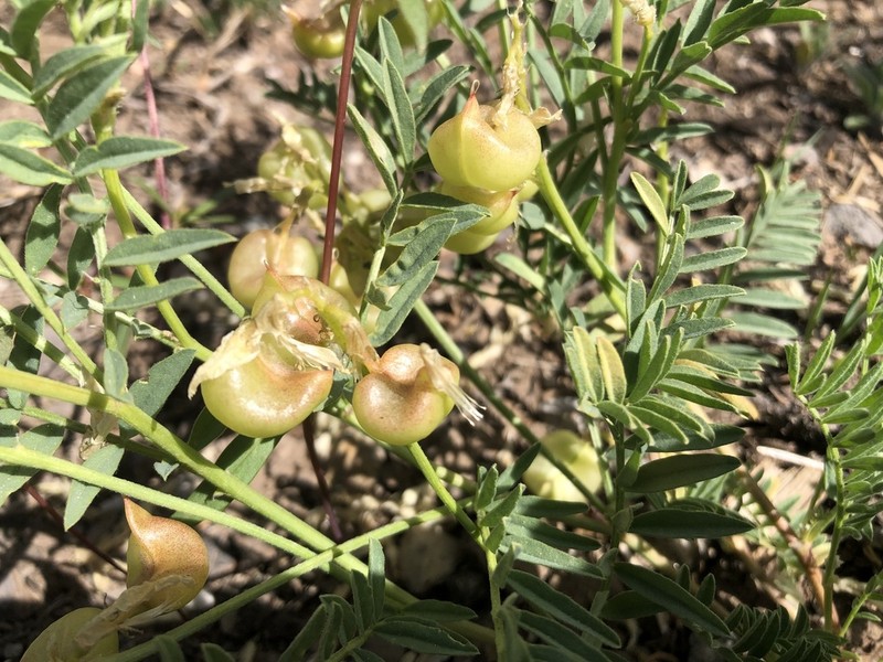 Bolander's Milkvetch photo 6