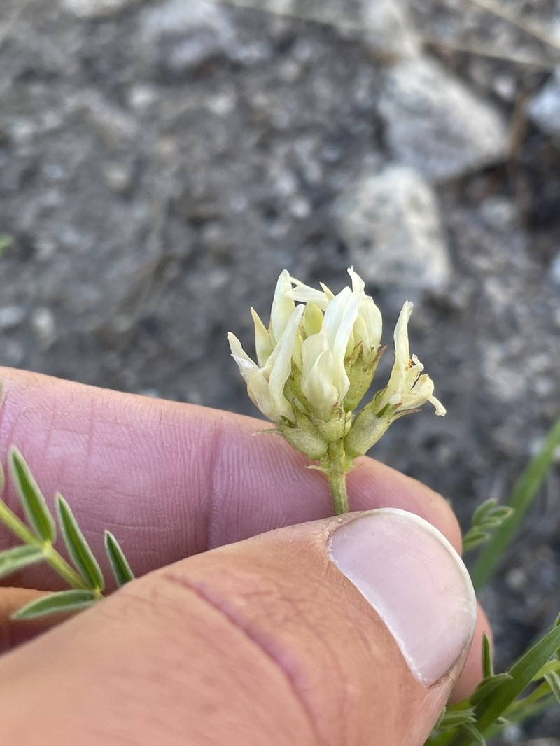 Bolander's Milkvetch photo 7