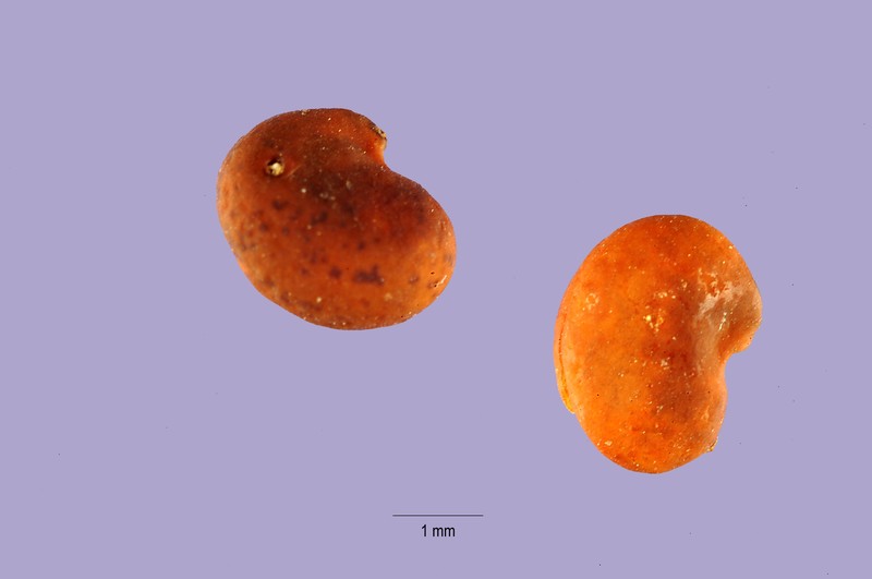 Bolander's Milkvetch