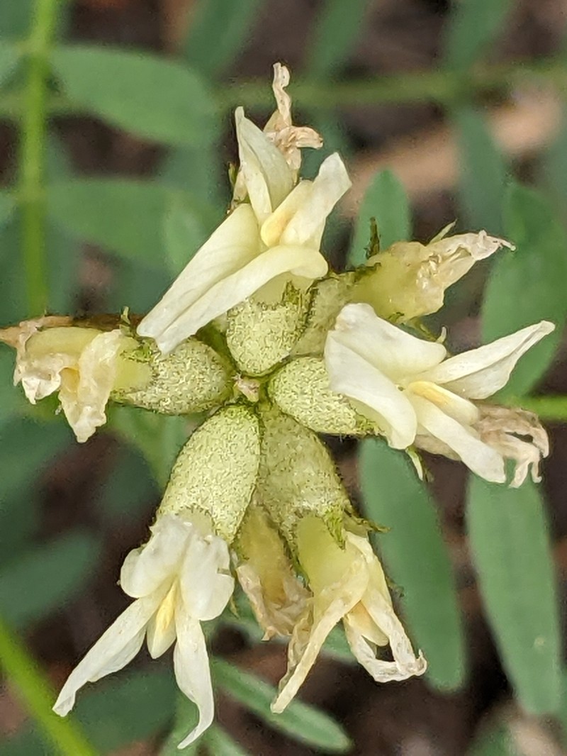 Bolander's Milkvetch photo 3