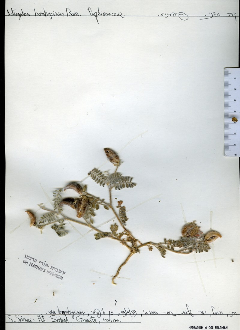 Astragalus bombycinus photo 3