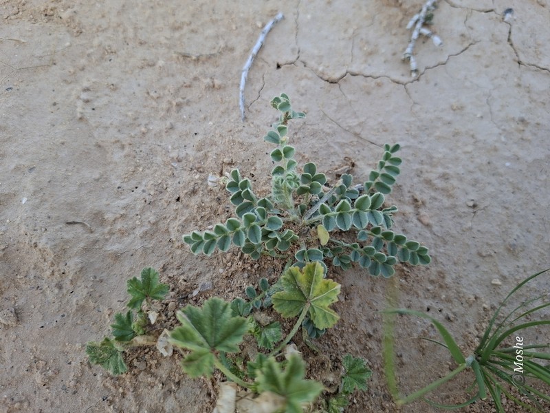 Astragalus bombycinus photo 4