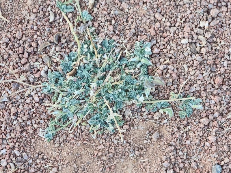 Astragalus bombycinus photo 5