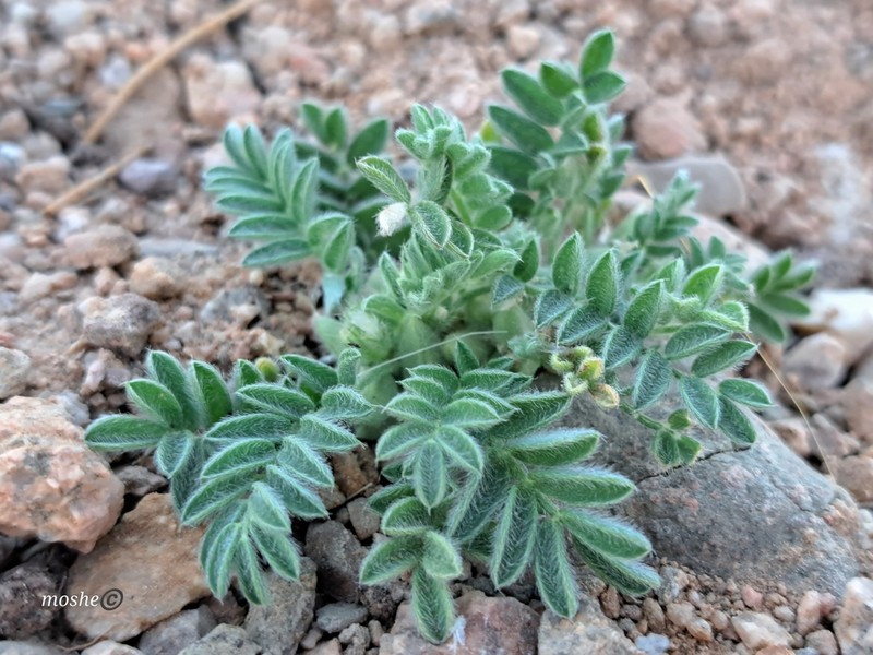 Astragalus bombycinus photo 6