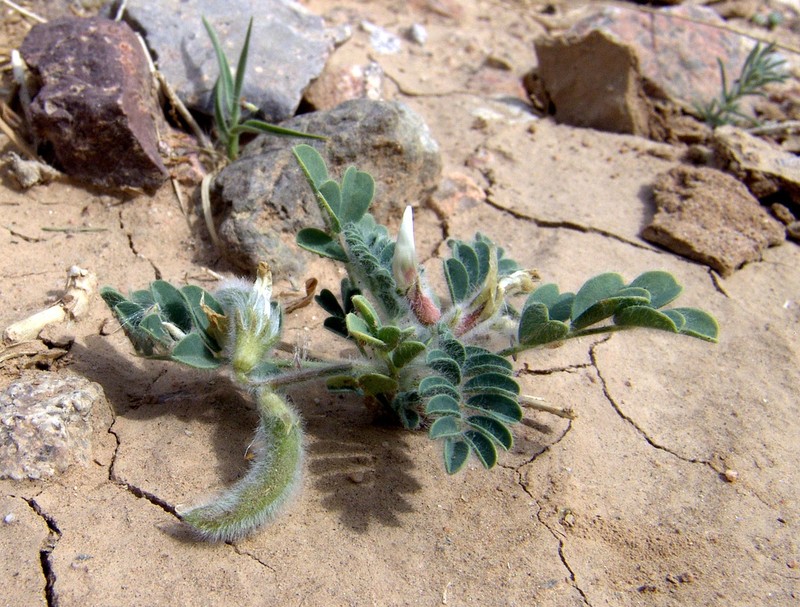 Astragalus bombycinus photo 7