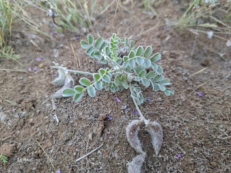 Astragalus bombycinus photo 8