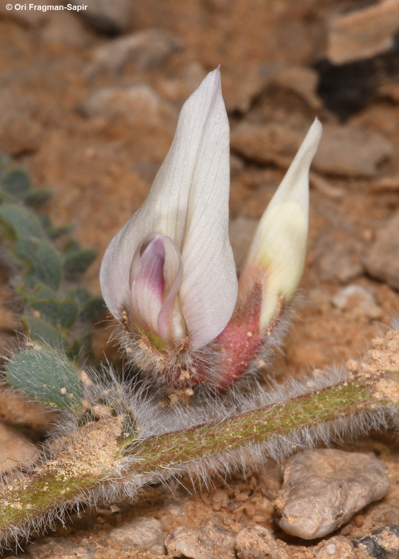 Astragalus bombycinus