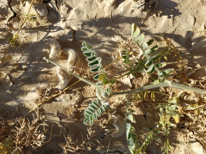 Astragalus bombycinus photo 2