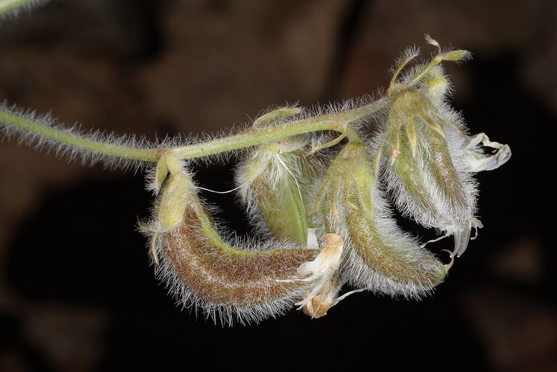 Astragalus bombycinus photo 3