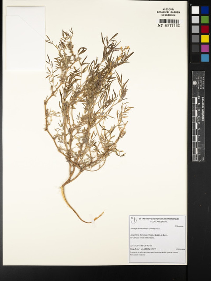 Astragalus bonariensis