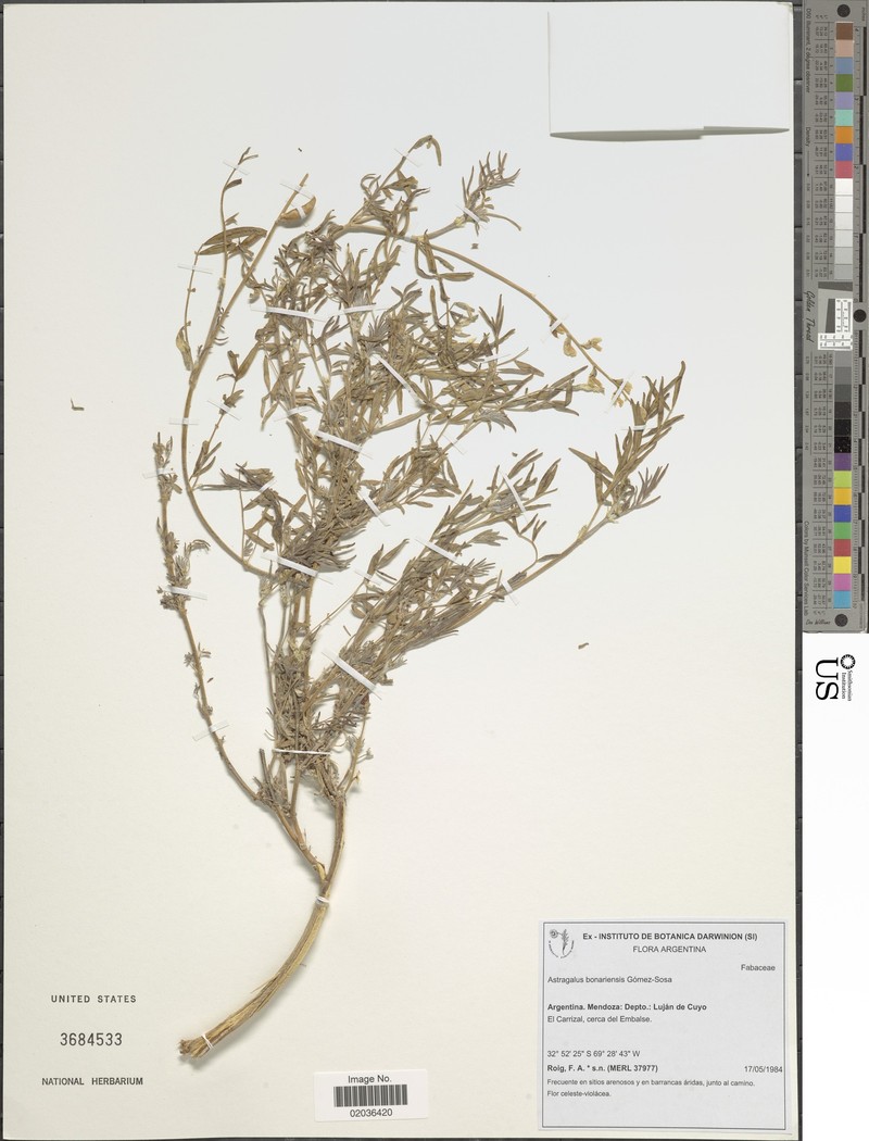Astragalus bonariensis photo 2